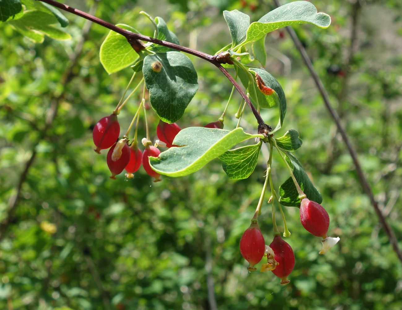 Image of Berberis sphaerocarpa specimen.