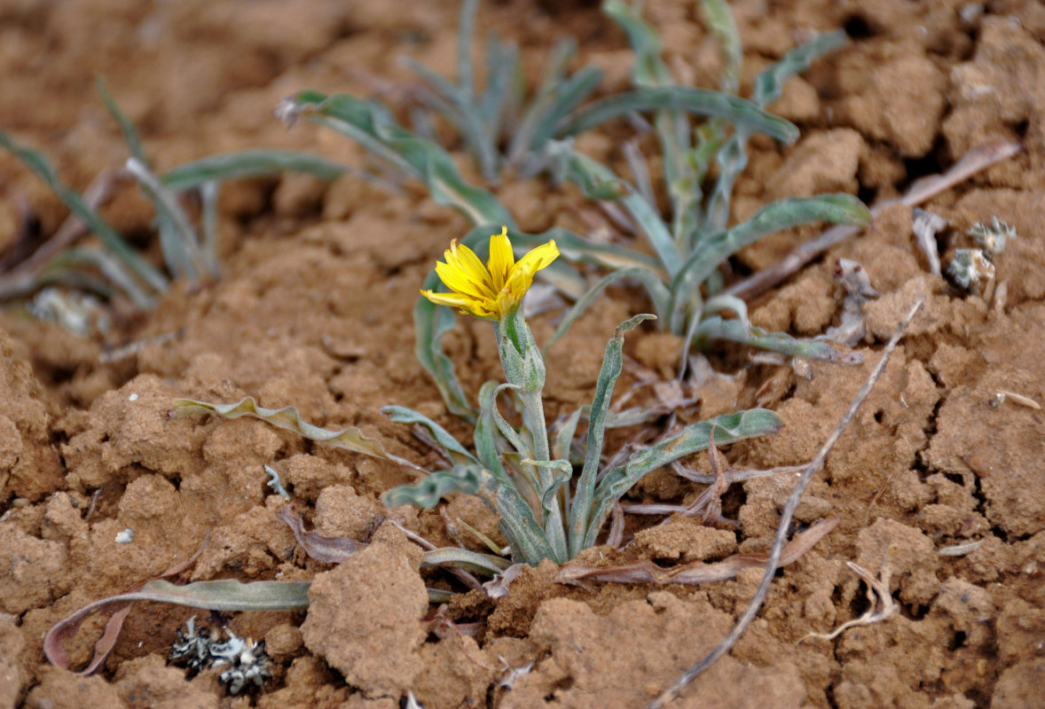 Image of genus Scorzonera specimen.