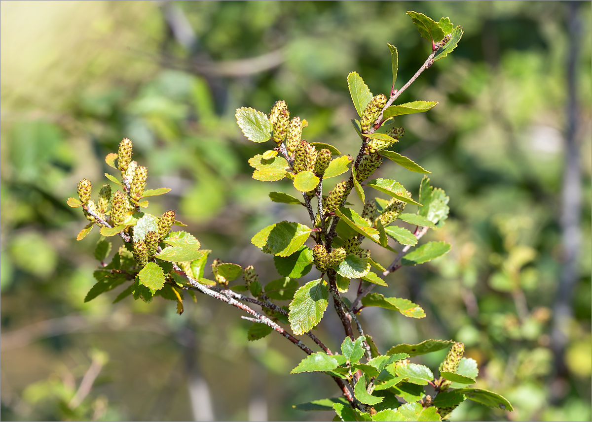 Image of Betula humilis specimen.