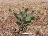 род Acacia. Молодое растение. Австралия, северный Квинсленд, обочина трассы National Highway 1 (Gulf Developmental Rd.) в окр. г. Нормантон. Конец сухого сезона (сезон gurreng). 09.10.2009.