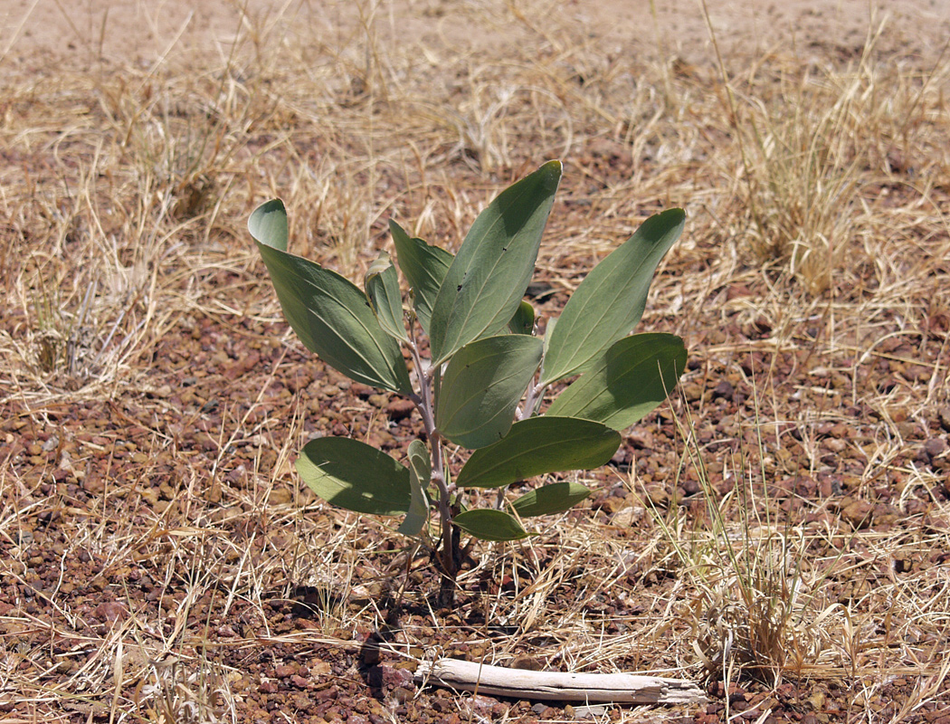 Image of genus Acacia specimen.