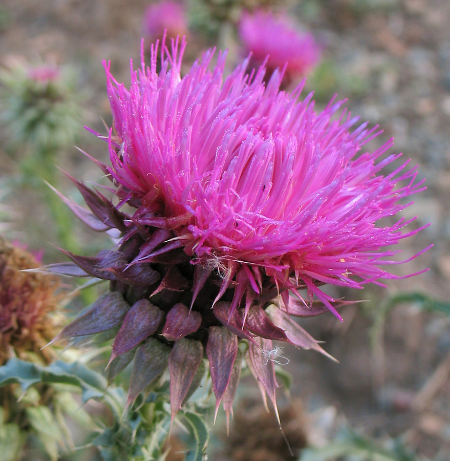 Image of Carduus thoermeri specimen.