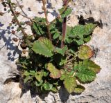 Verbascum levanticum