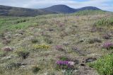 Oxytropis anadyrensis