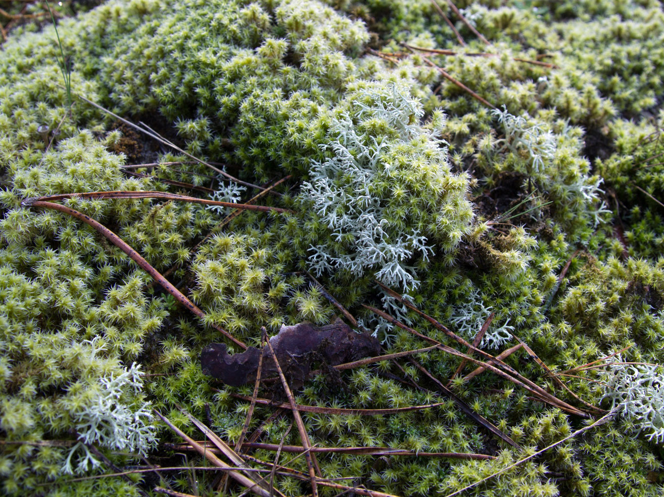 Image of Niphotrichum canescens specimen.