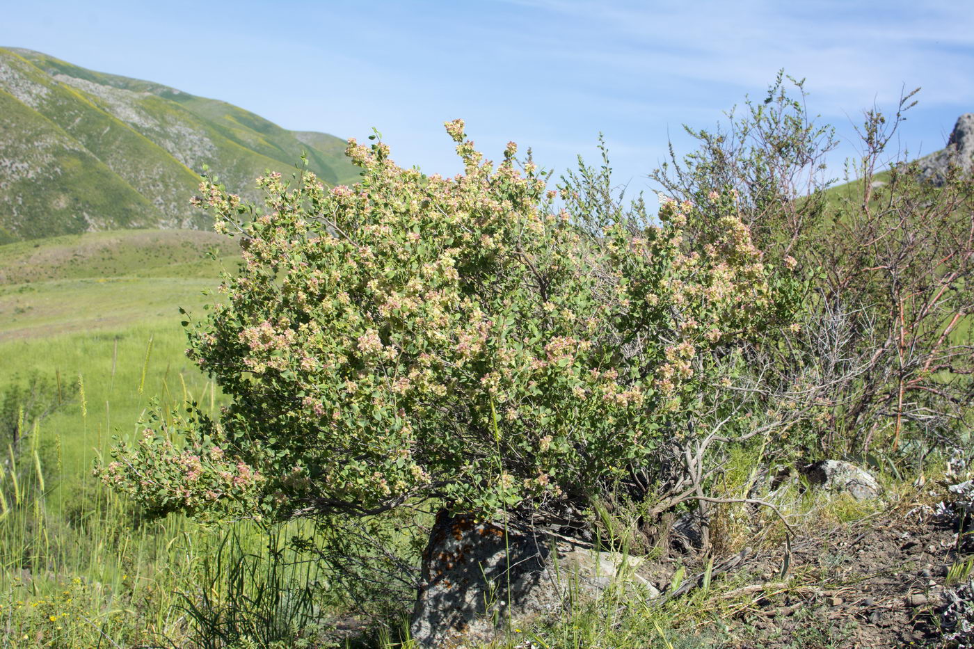 Изображение особи Atraphaxis pyrifolia.