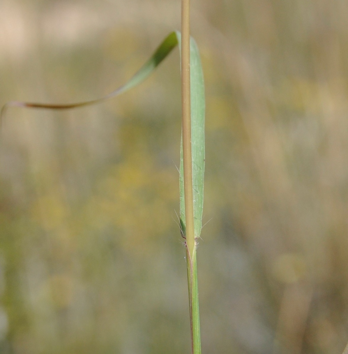 Изображение особи Andropogon distachyos.