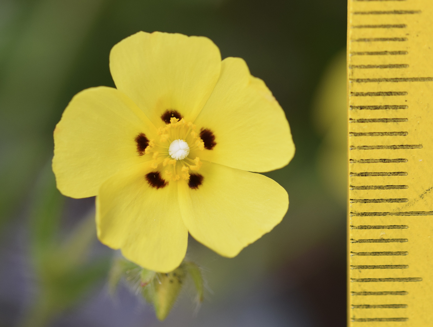 Image of Tuberaria guttata specimen.