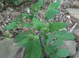 Atropa caucasica. Верхушка бутонизирующего растения. Краснодарский край, Абинский р-н, окр. хр. Папайский, берег р. Бол. Хабль. 14.05.2020.