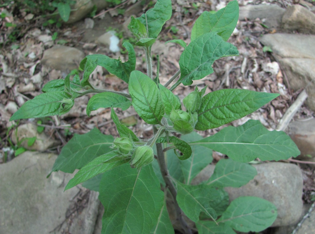 Image of Atropa caucasica specimen.