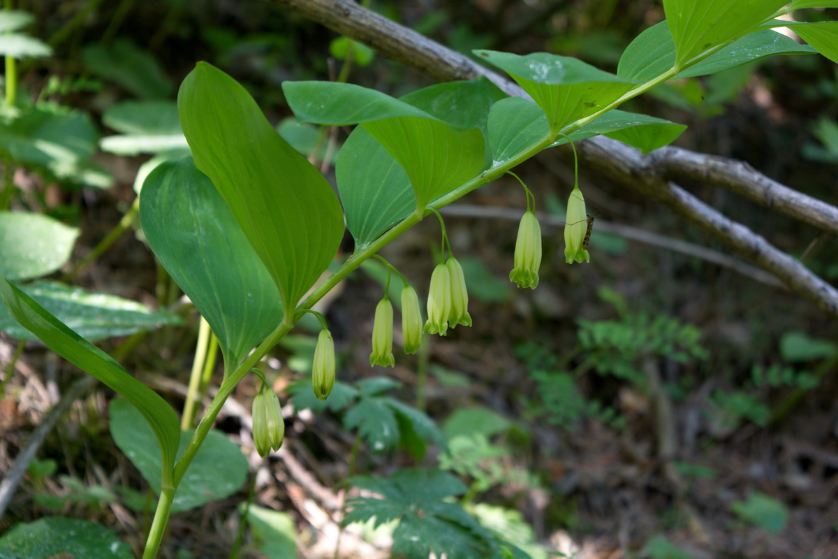 Image of Polygonatum orientale specimen.