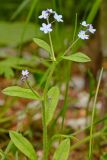 род Myosotis