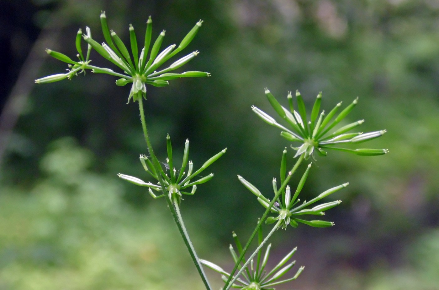 Image of Chaerophyllum temulum specimen.