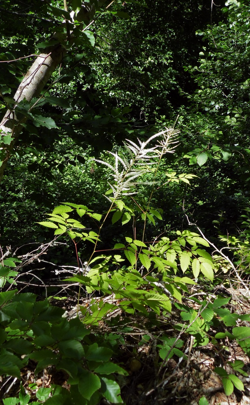 Изображение особи Aruncus sylvestris.