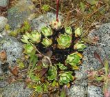 Saxifraga cartilaginea. Розетки листьев. Карачаево-Черкесия, окр. Теберды, верховье р. Муха, каменистый склон. 02.09.2019.