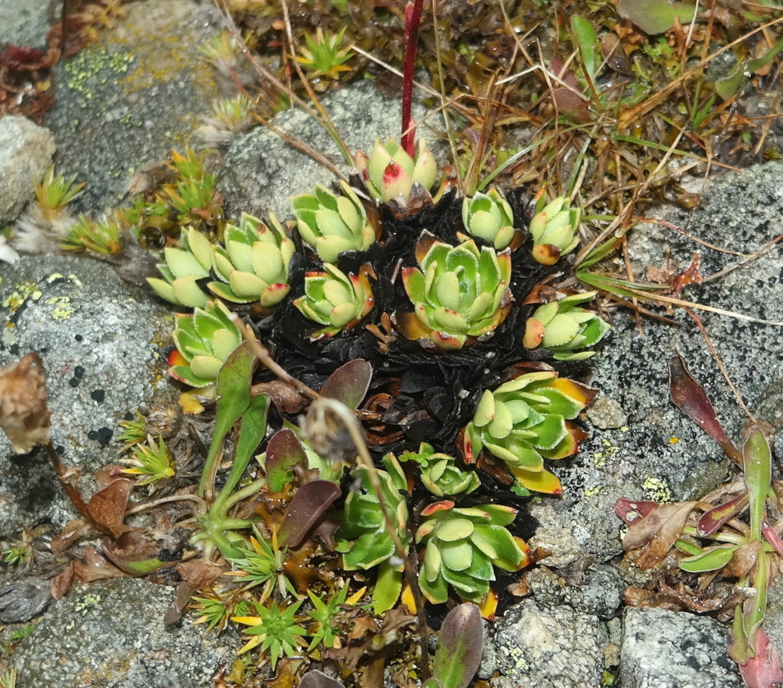 Image of Saxifraga cartilaginea specimen.