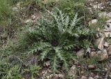 Carlina acanthifolia ssp. cynara