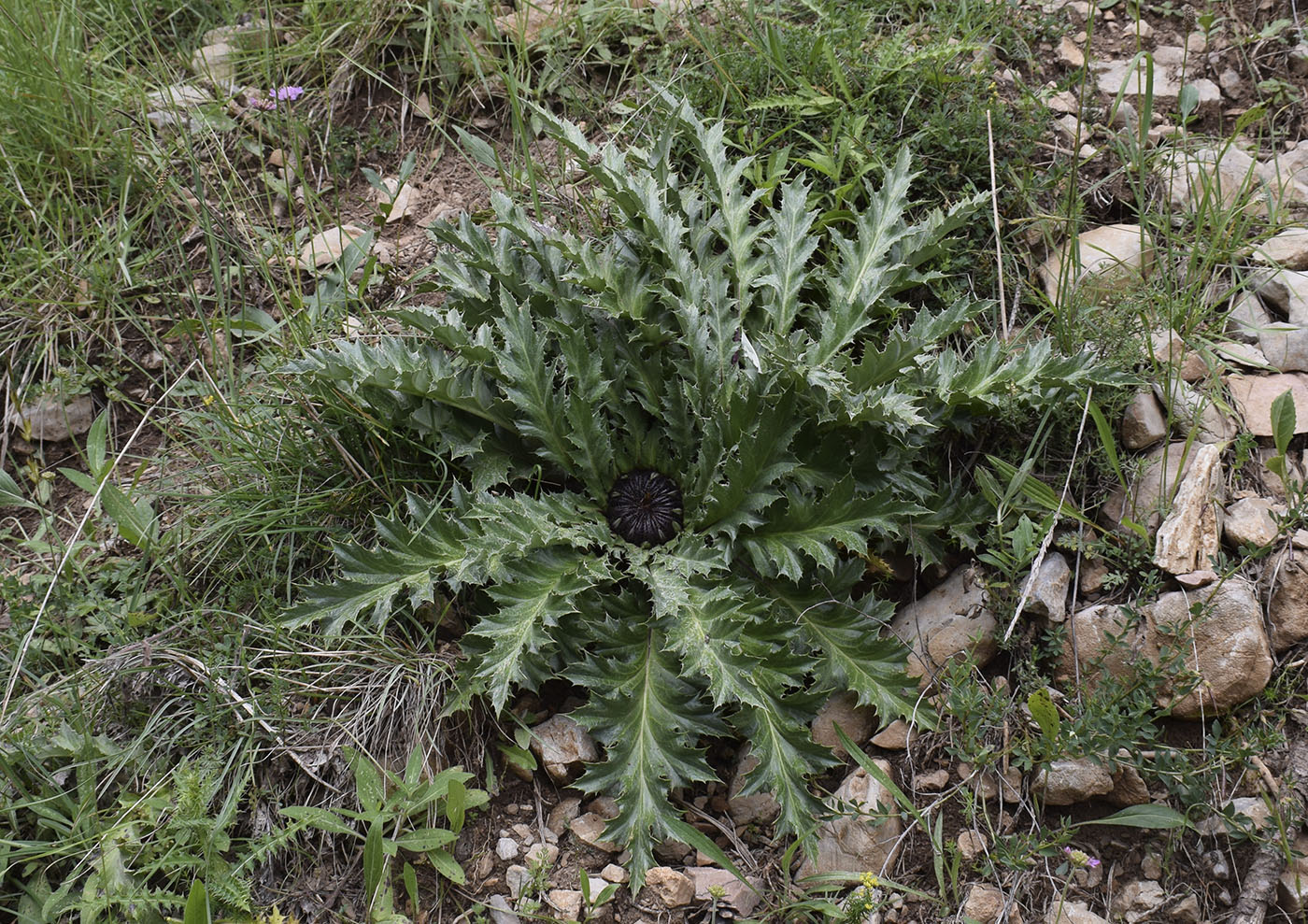 Изображение особи Carlina acanthifolia ssp. cynara.