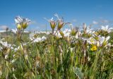 Cerastium purpurascens