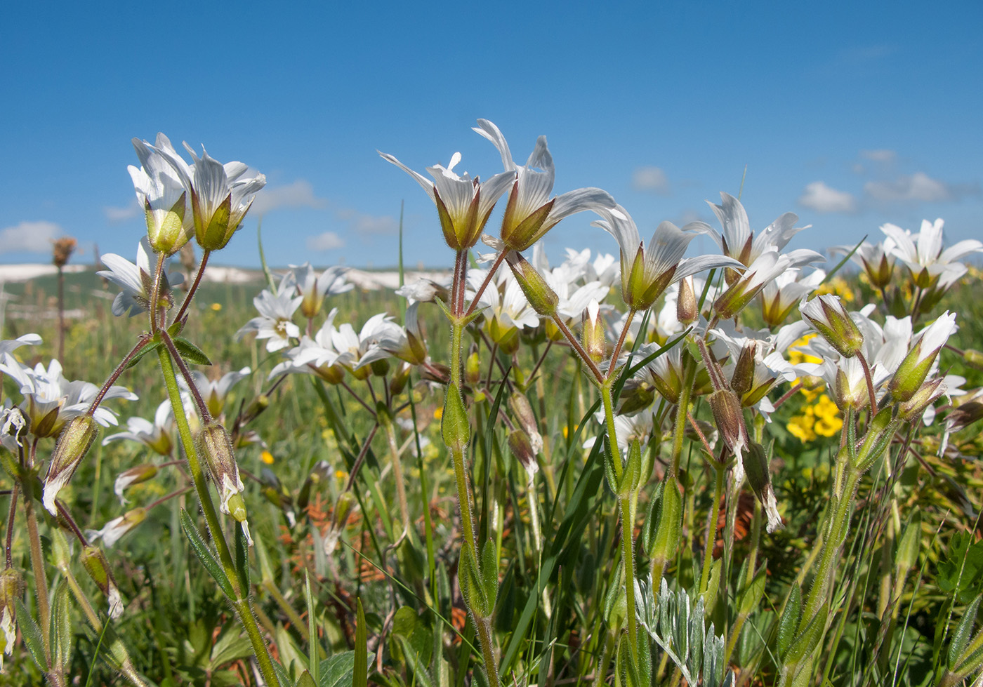 Изображение особи Cerastium purpurascens.