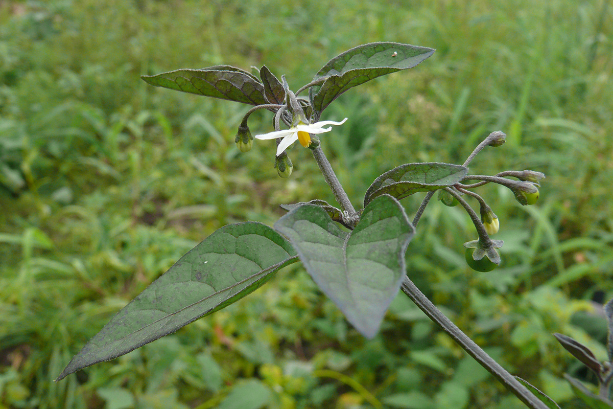 Изображение особи Solanum nigrum.