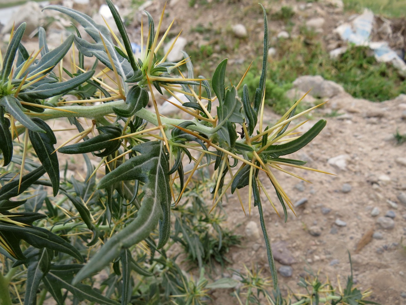 Image of Xanthium spinosum specimen.