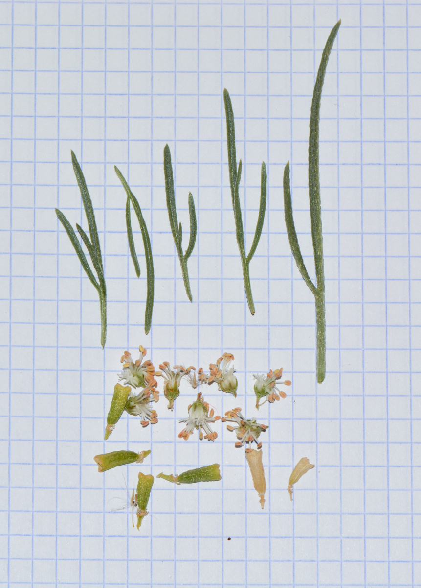 Image of Reseda muricata specimen.