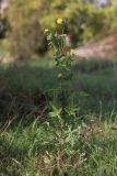 Sonchus oleraceus. Цветущее растение. Крым, Севастополь, пустырь. 28.10.2020.