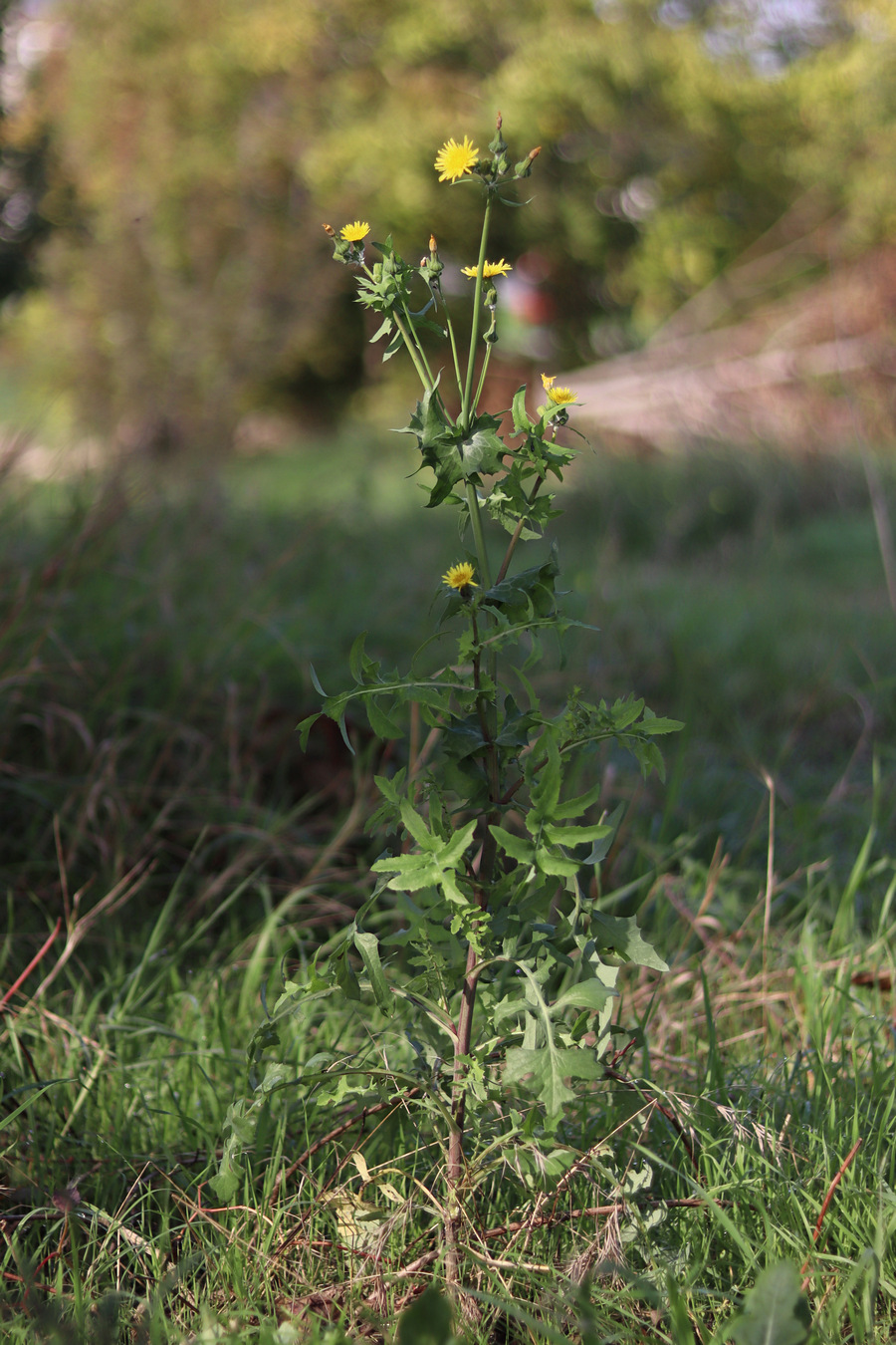 Изображение особи Sonchus oleraceus.