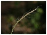 Elymus caninus