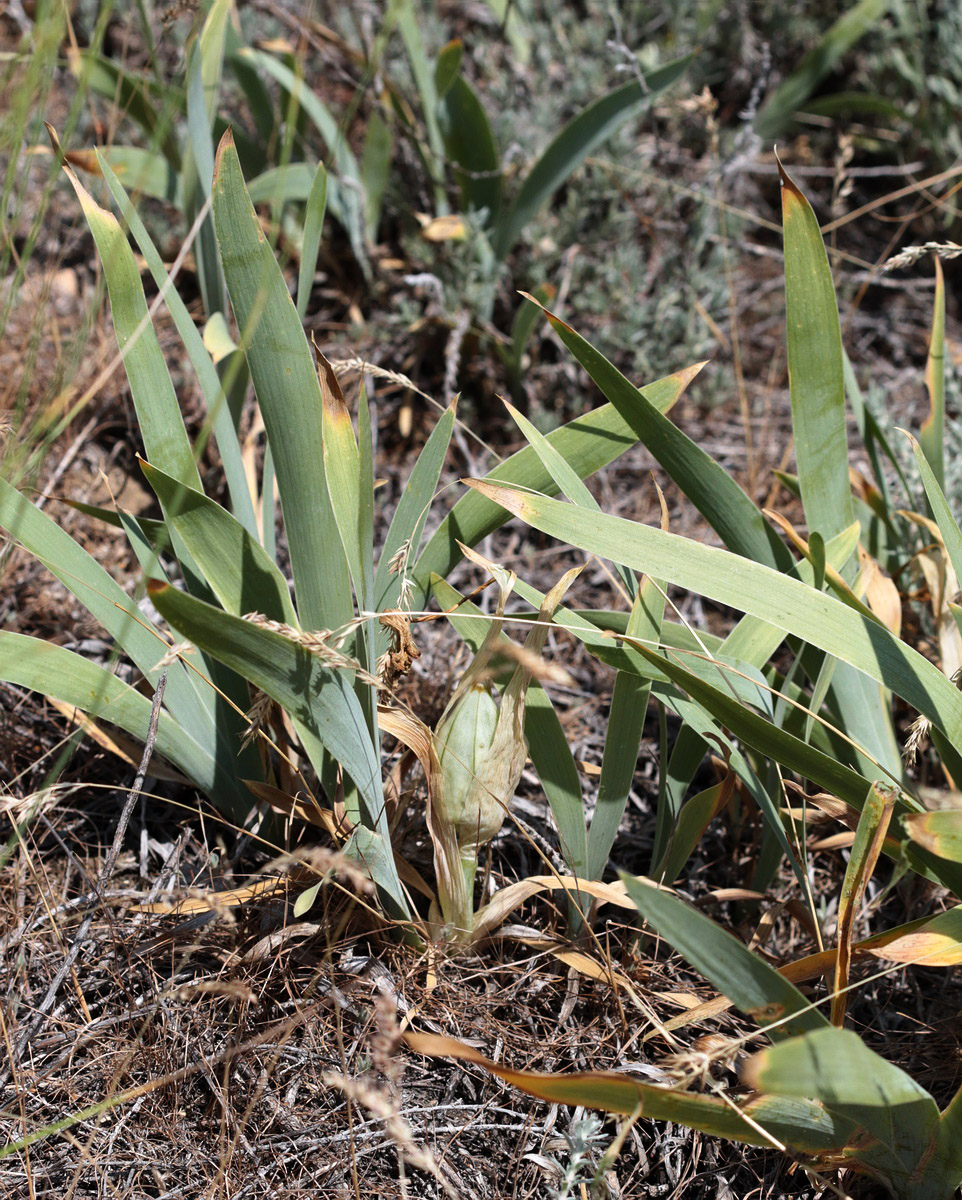 Image of Iris pumila specimen.