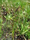род Carex
