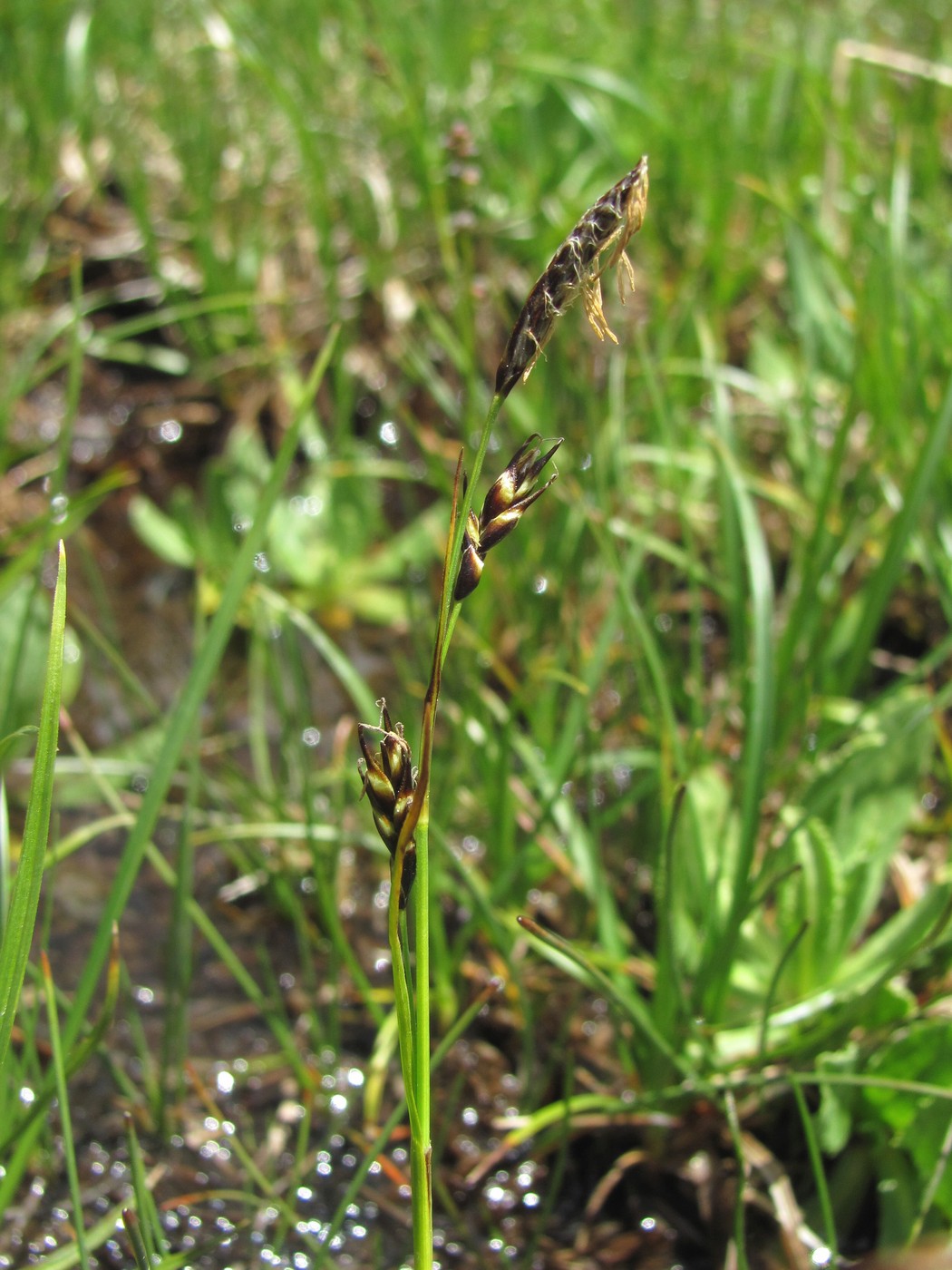 Изображение особи род Carex.