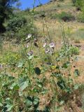 Alcea litwinowii