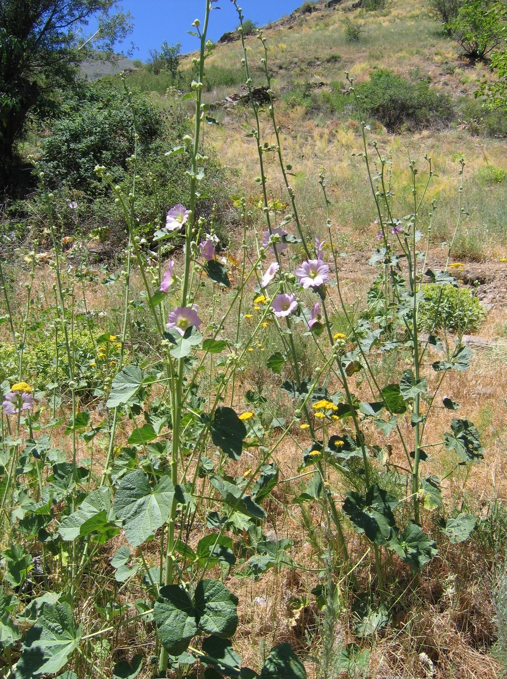 Изображение особи Alcea litwinowii.