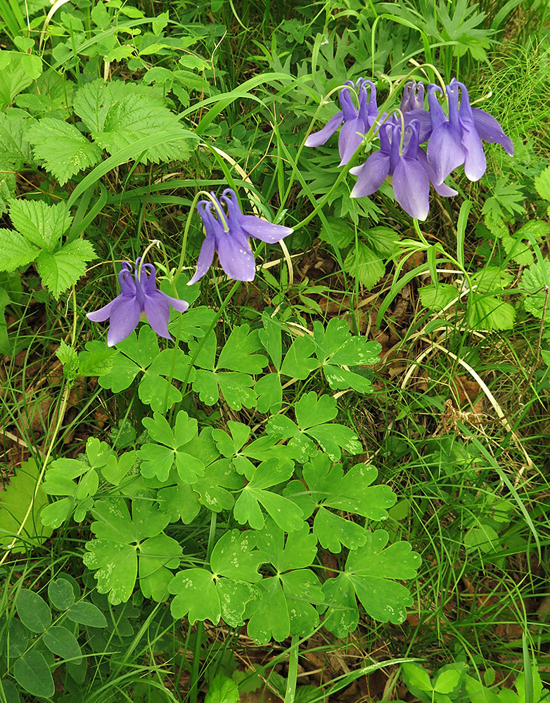 Изображение особи Aquilegia sibirica.