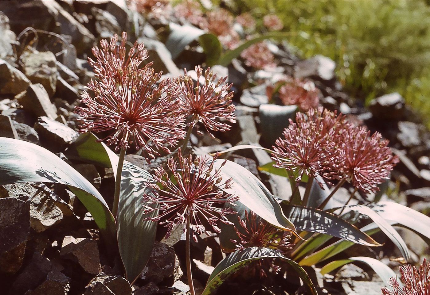 Изображение особи Allium nevskianum.