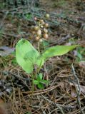 Maianthemum bifolium. Плодоносящее растение в сосновом лесу (плоды незрелые). Украина, Волынская обл., Ратновский р-н, северо-восточнее с. Залухов, возле оз. Святое. 3 августа 2010 г.