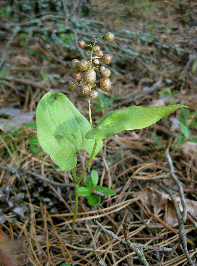 Image of Maianthemum bifolium specimen.