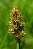 Carex curaica