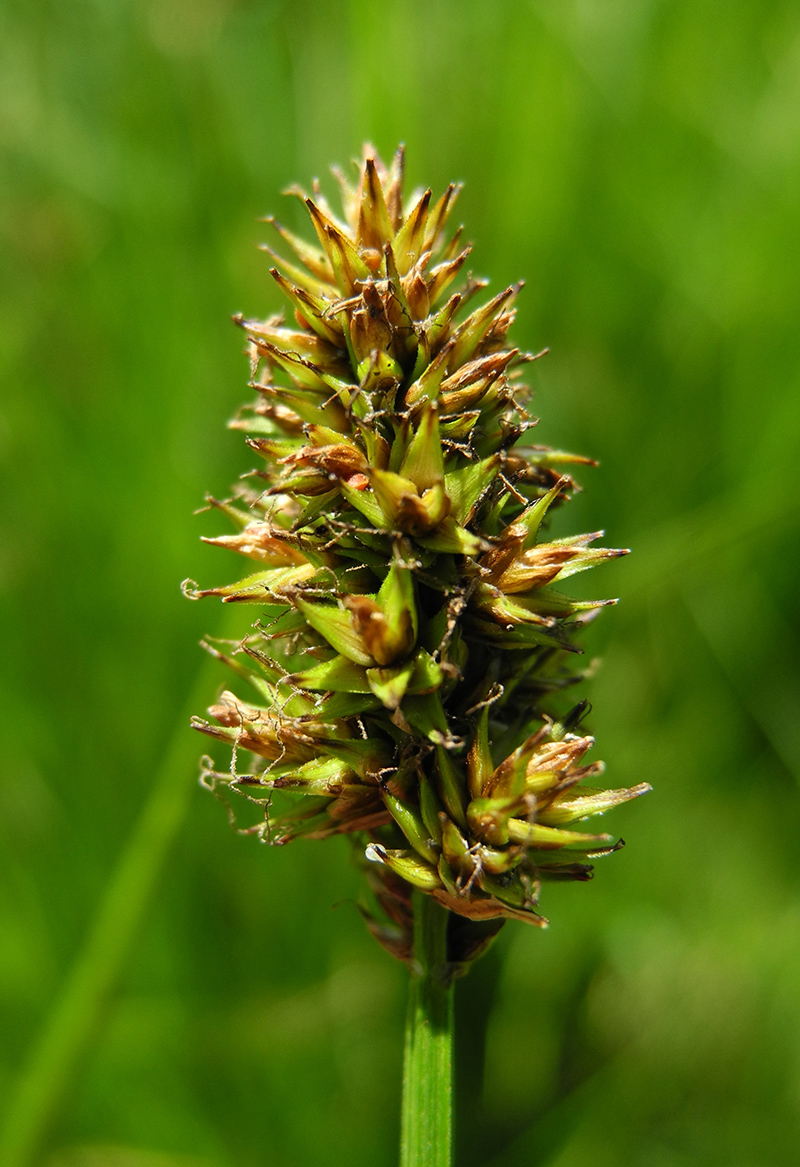 Image of Carex curaica specimen.