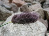 Phleum alpinum. Верхушка побега с соцветием. Узбекистан, Ташкентская обл., Чаткальский хребет, Чаткальский заповедник, верховья речки Ташкескенсай, около 3200 м н.у.м. 11.08.2013.
