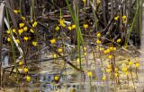 Utricularia vulgaris. Верхушки растений с соцветиями. Казахстан, Восточно-Казахстанская обл., Усть-Каменогорск, берег р. Иртыш. 15.06.2016.