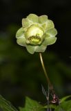 Cobaea scandens