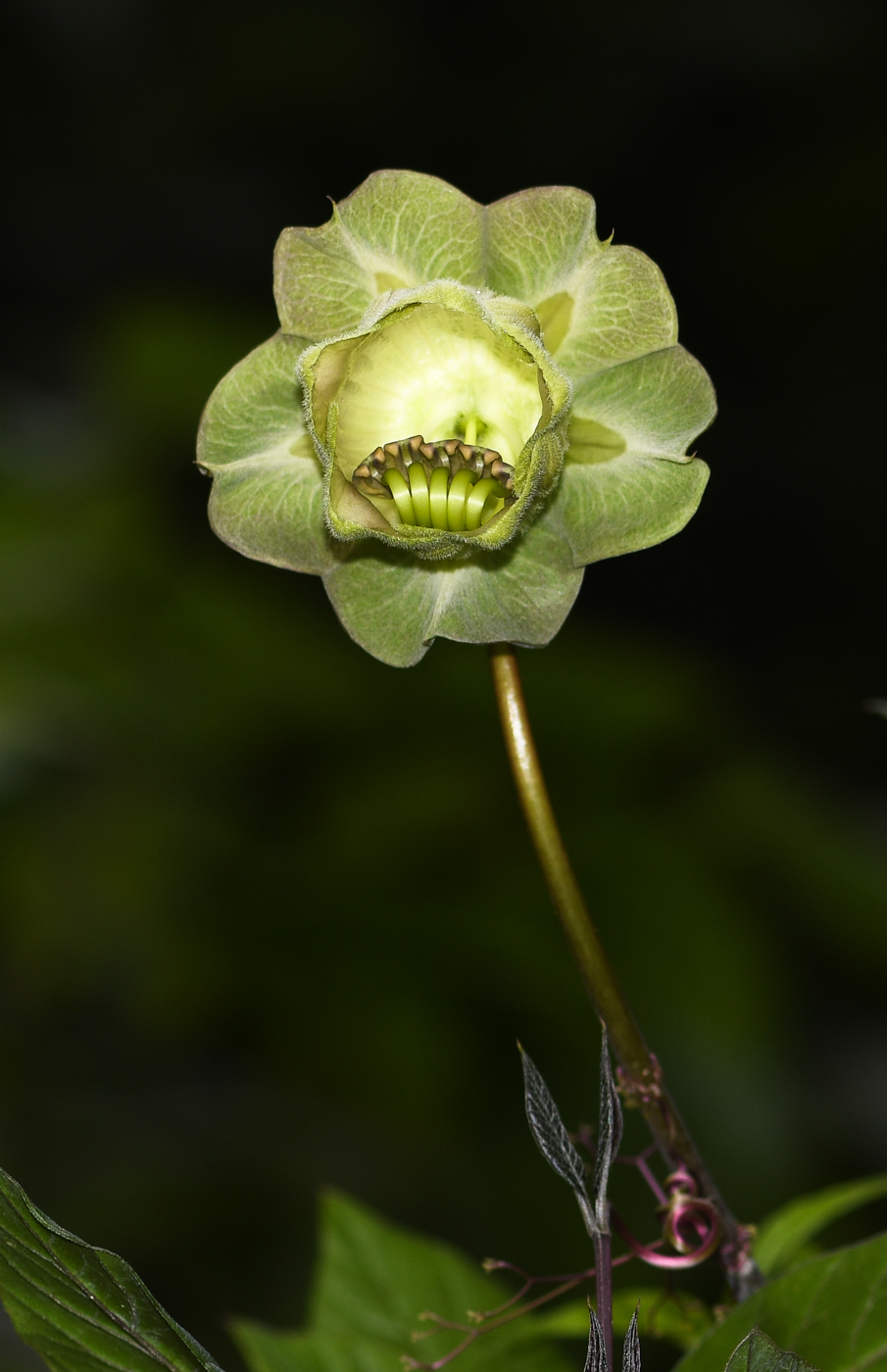 Image of Cobaea scandens specimen.