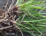 Carex rhizina