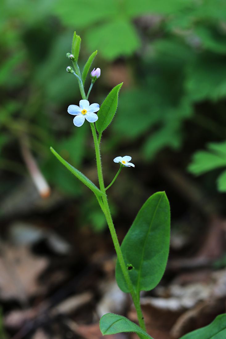 Изображение особи Trigonotis radicans.