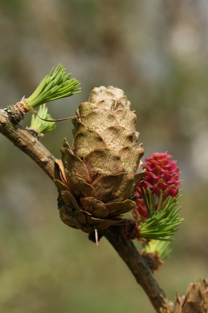 Изображение особи Larix sukaczewii.