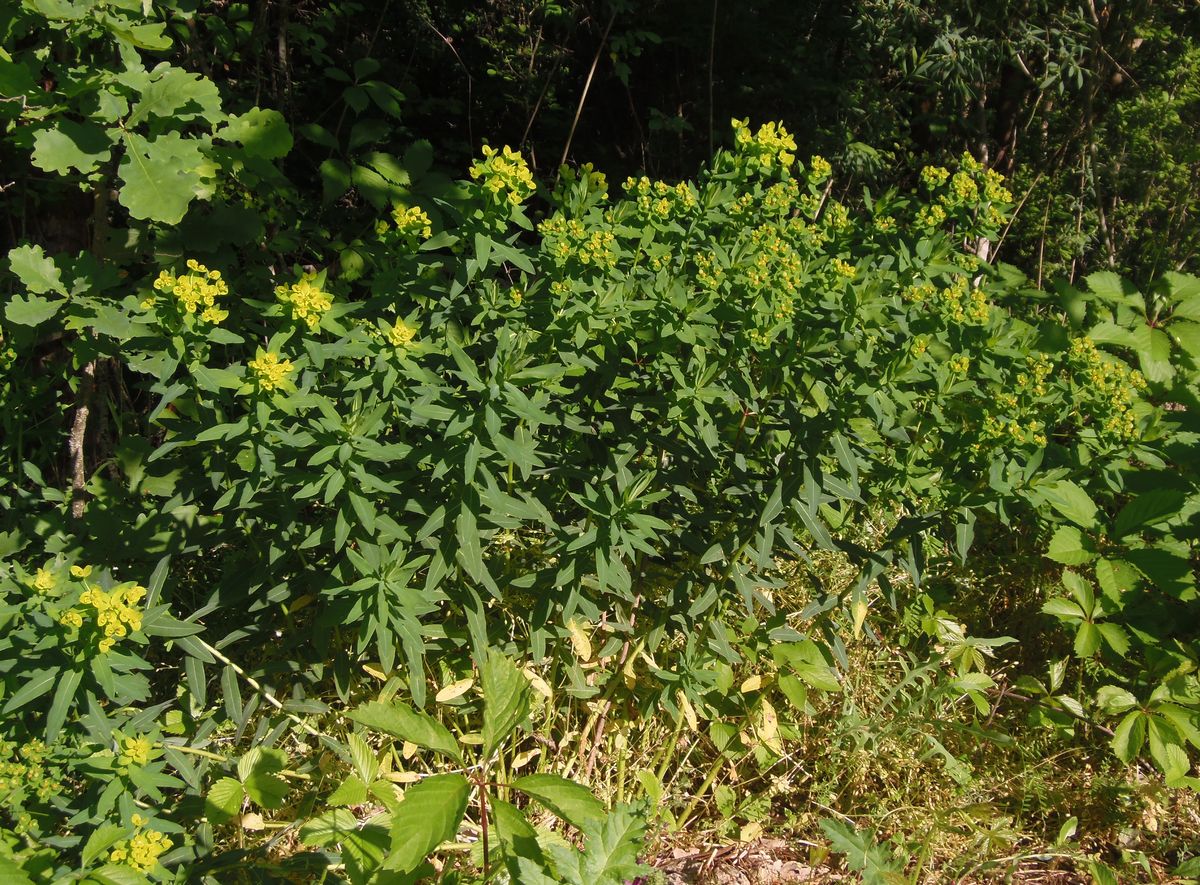 Image of Euphorbia villosa specimen.