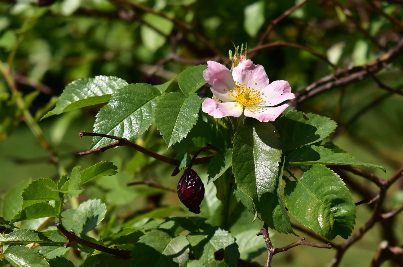 Изображение особи Rosa canina.